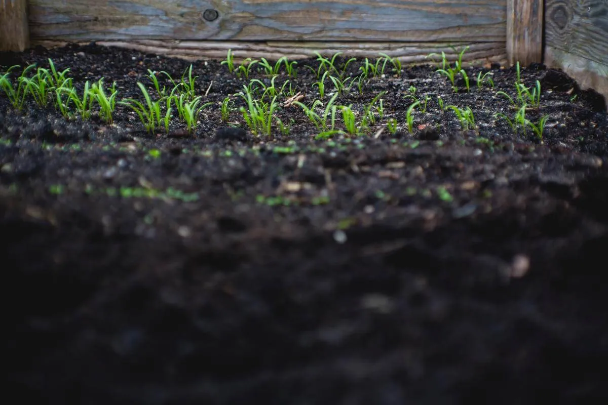 Soil bed with plants sprouting