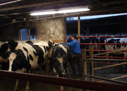 dairy worker