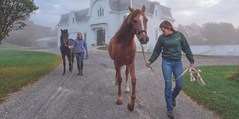 UVM Morgan horses with farm manager and equine specialist