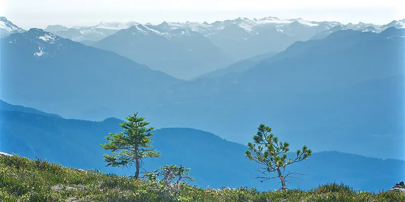 mountains with trees