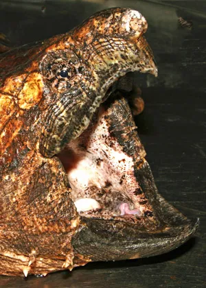 turtle