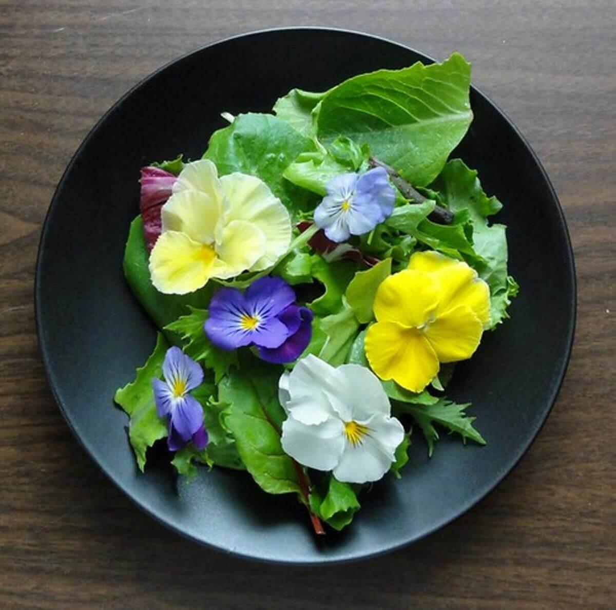 Purple, white and yellow pansies on a bed of lettuce