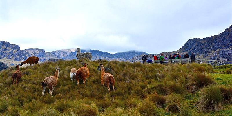 Grass Paramo