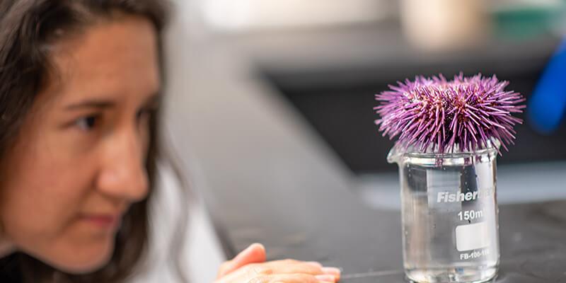 purple urchin in lab