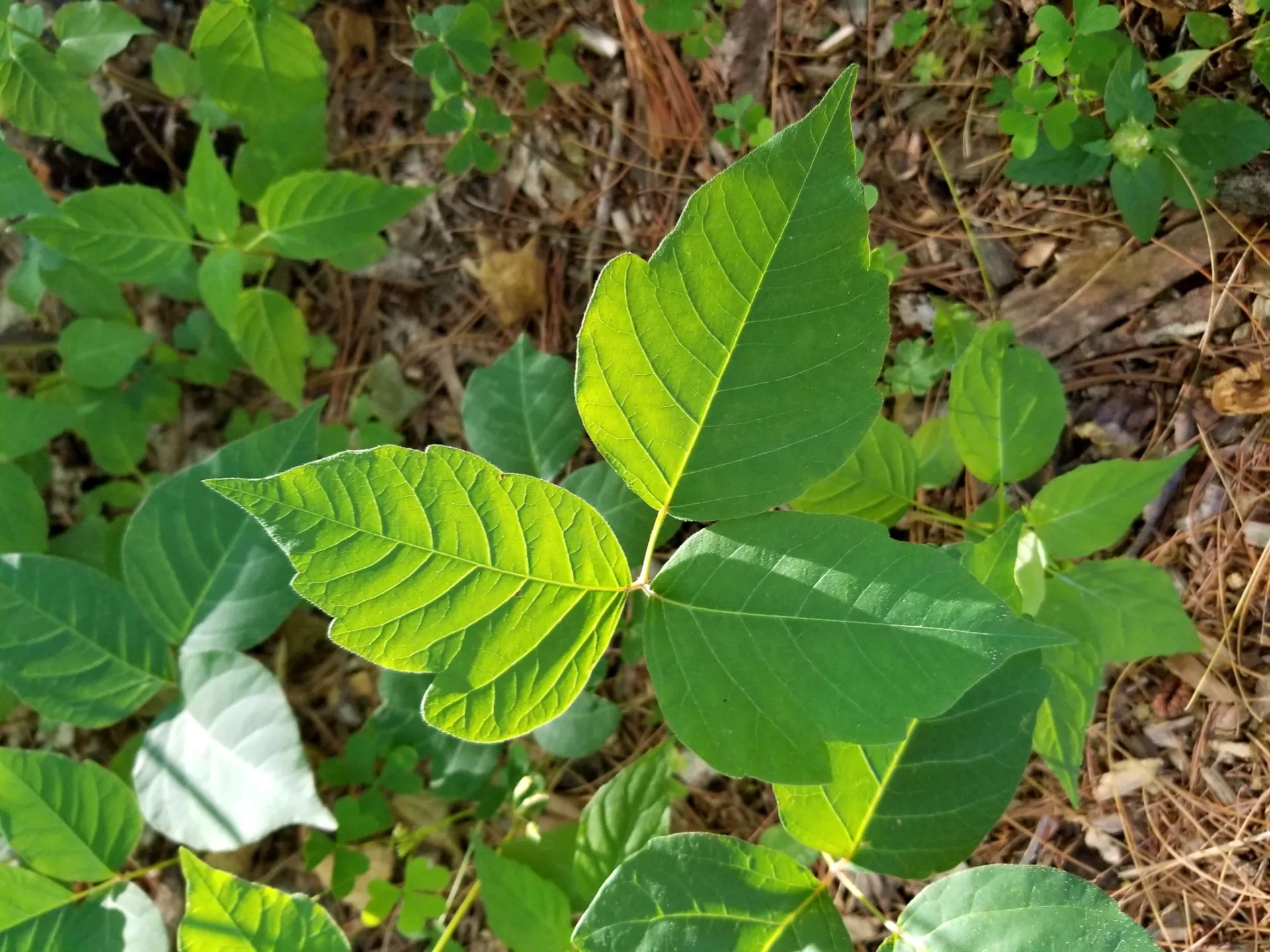three-leaved green poison ivy