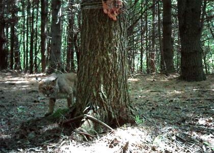 A bobcat