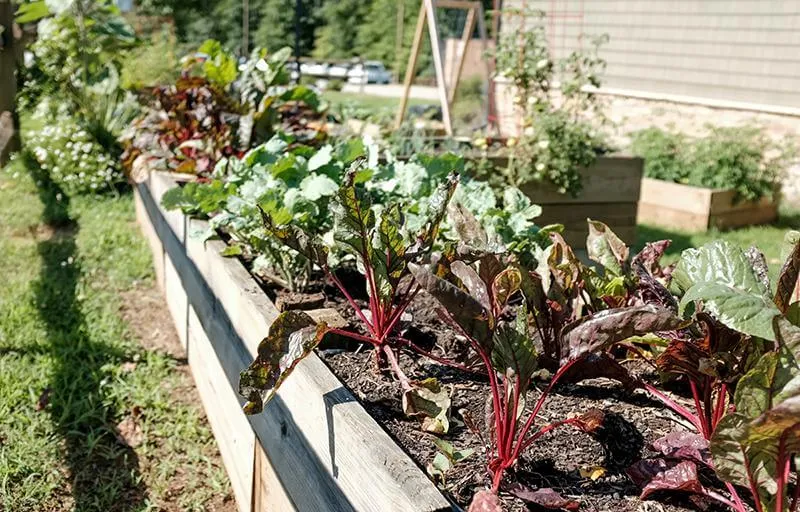 A raised bed garden growing vegetables including swiss chard.