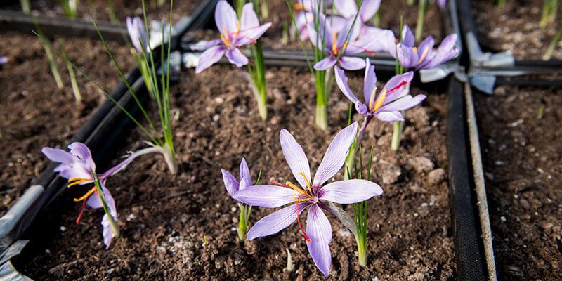 Saffron grown by UVM researchers