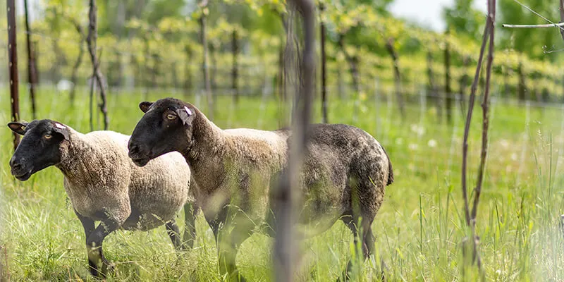 Two sheep in Shelburne Vineyard