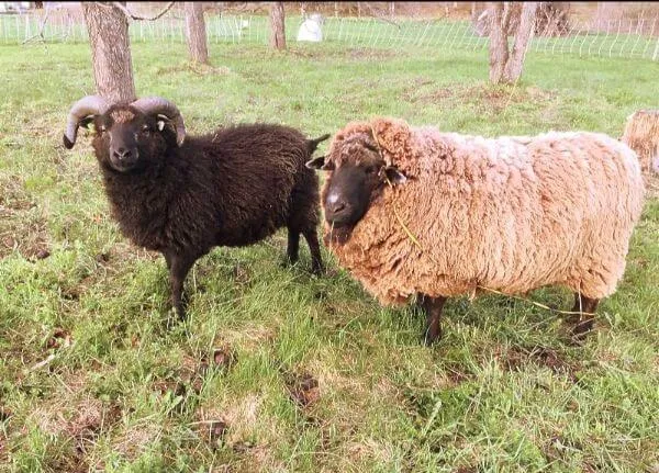 image description: two woolly rams, one black and one light brown, in a fall pasture with tree trunks behind them