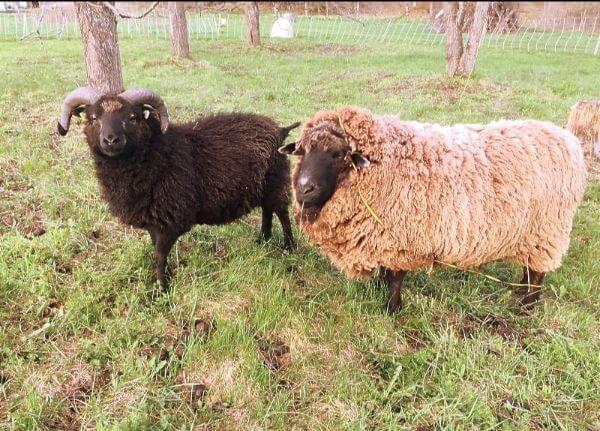 image description: two woolly rams, one black and one light brown, in a fall pasture with tree trunks behind them