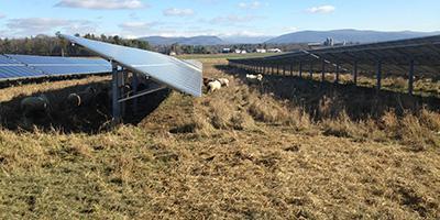 image description: solar panels in a field with dry grasses beneath and sheep grazing