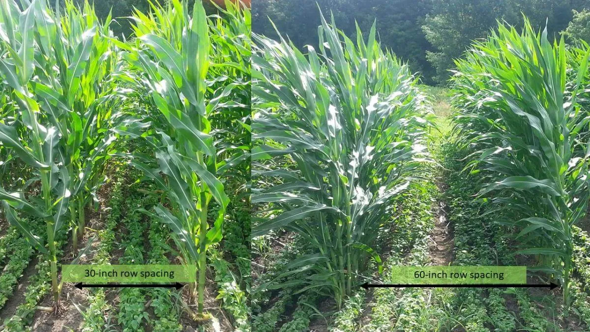 Crop rows with both 30 inch and 60 inch spaces