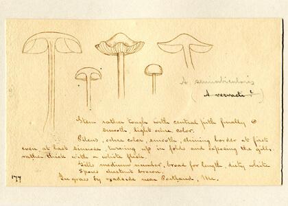 mushroom drawings