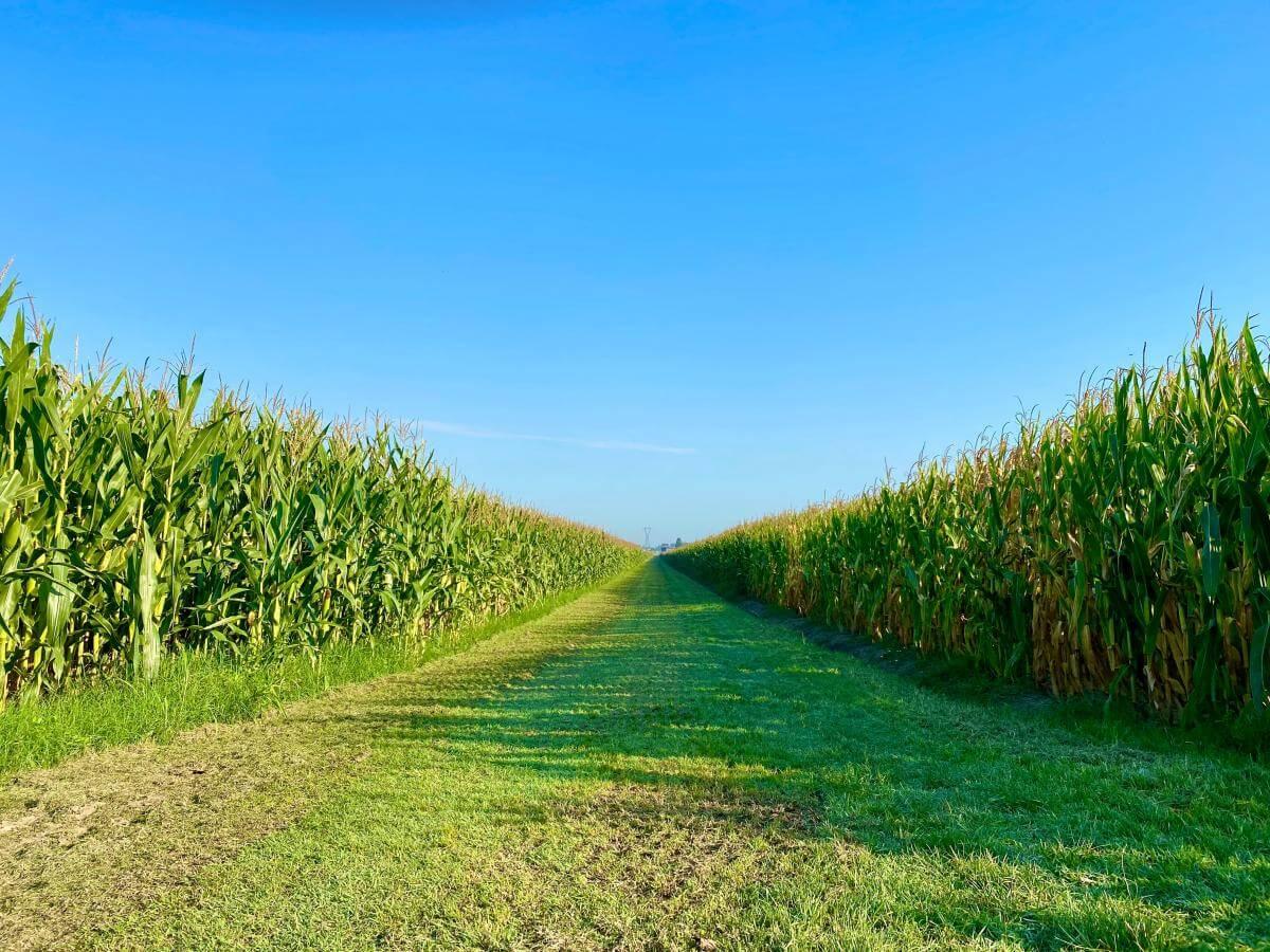 Green grass and rows of growing corn under a blue sky