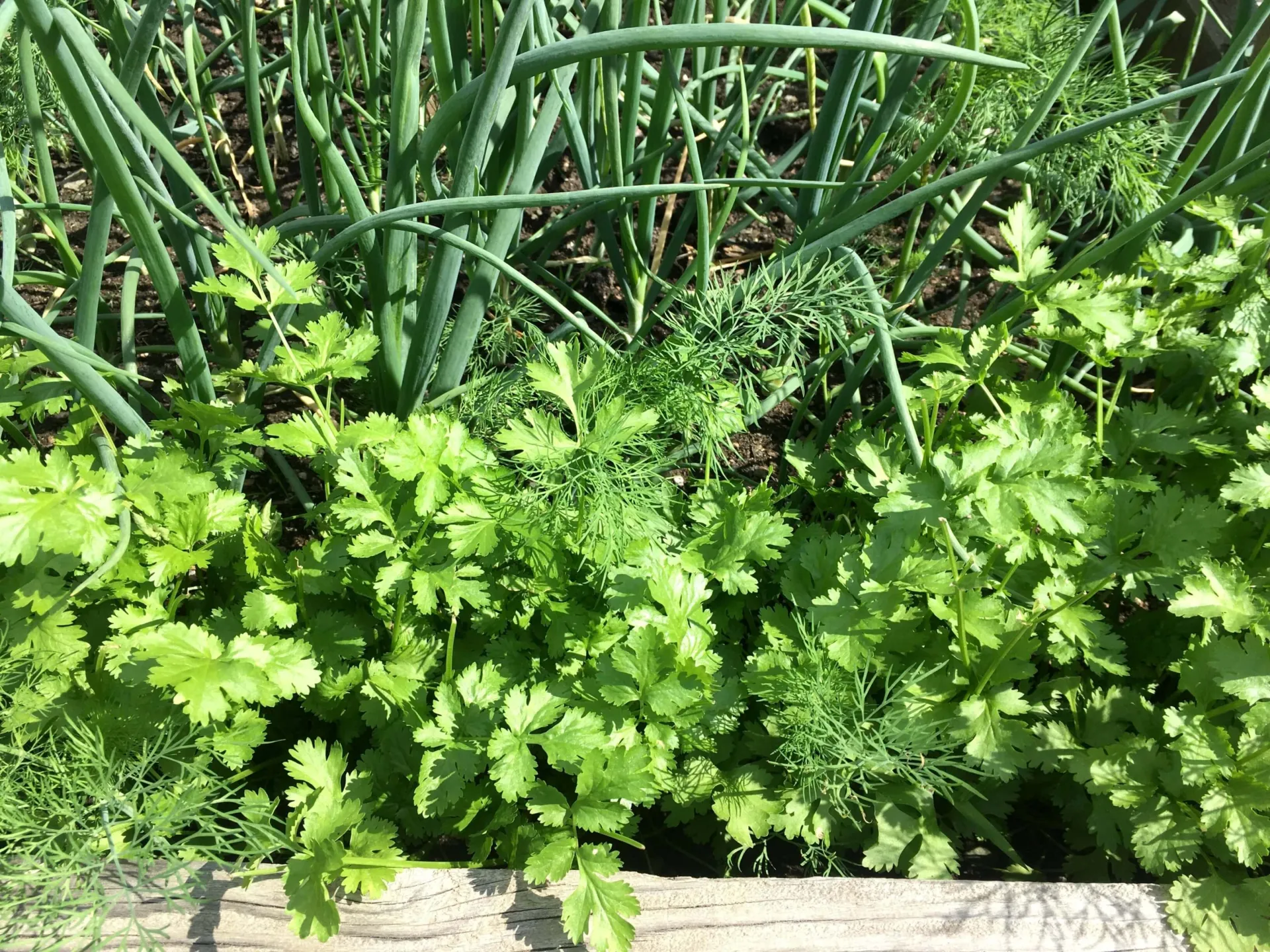 Onion sprouts next to cilantro