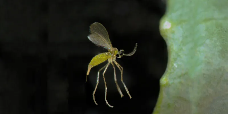 swede midge flying