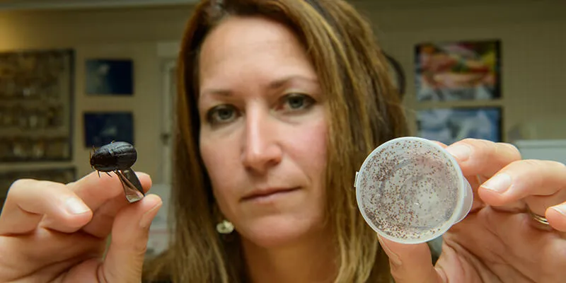 Cheryl Sullivan, a Ph.D. student in UVM’s Entomology Research Lab, holds a dead adult moose tick engorged with blood and a container holding about 3,000 moose tick larva.