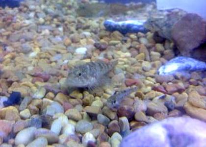 Effect of substrate size on lake trout egg predation by mottled sculpin.
