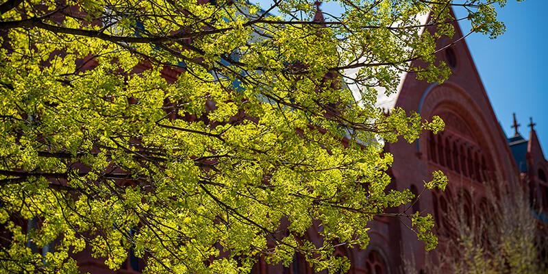 Williams Hall at the University of Vermont with tree blooming