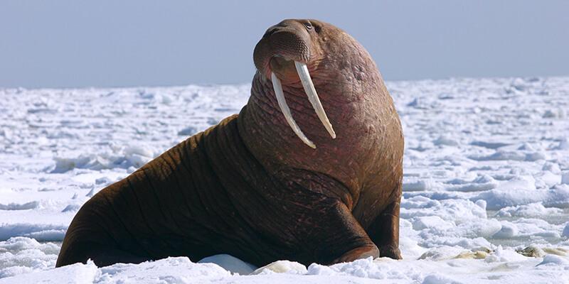 Pacific walrus in ths snow