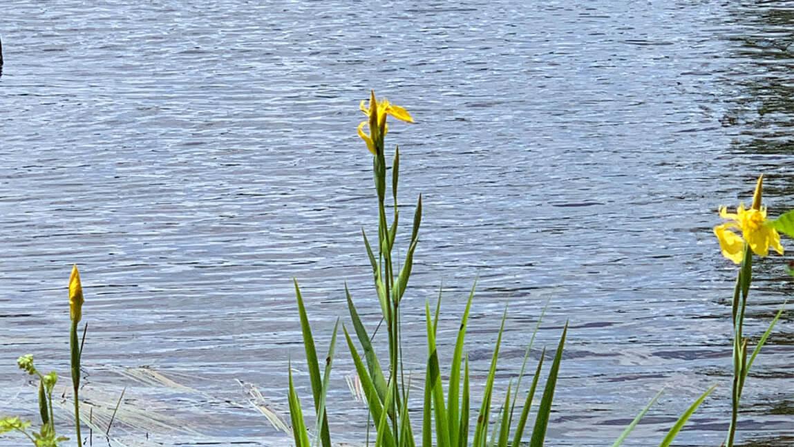 yellow iris on lakeshore