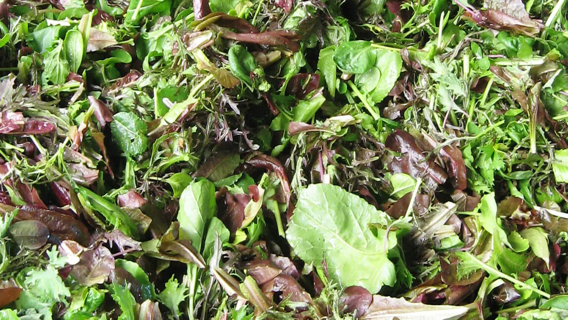 mixed salad greens