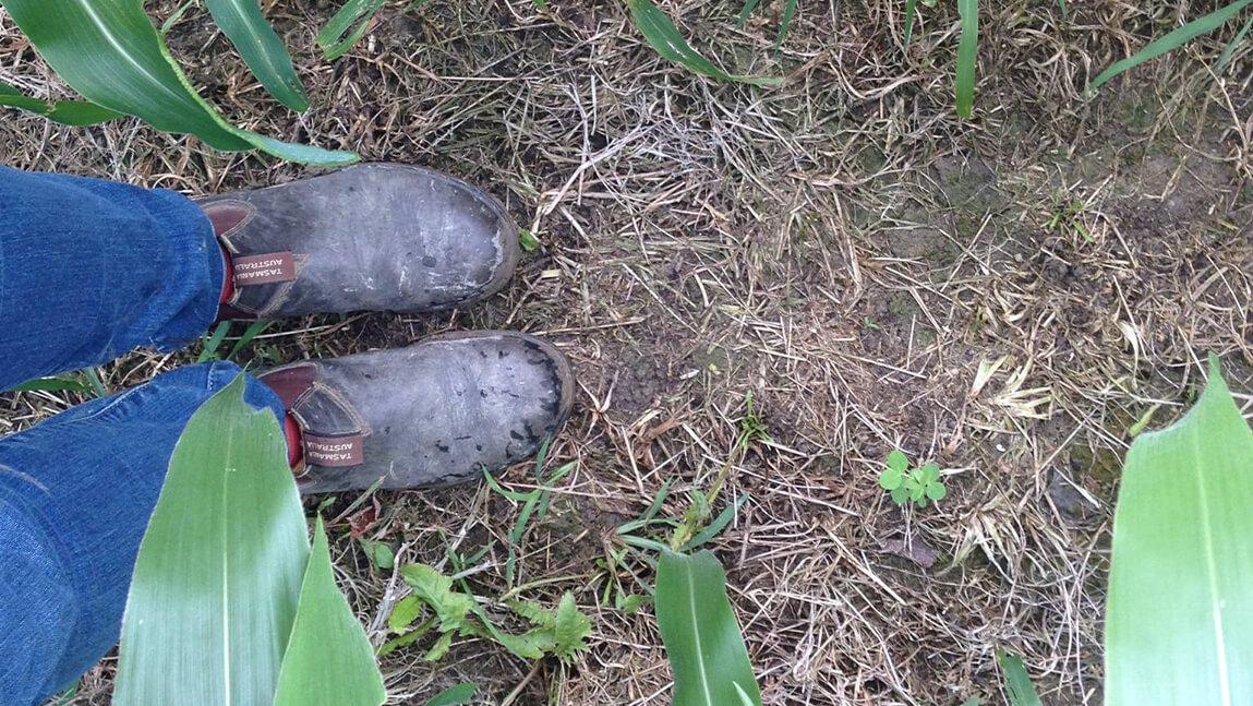 feet in a field