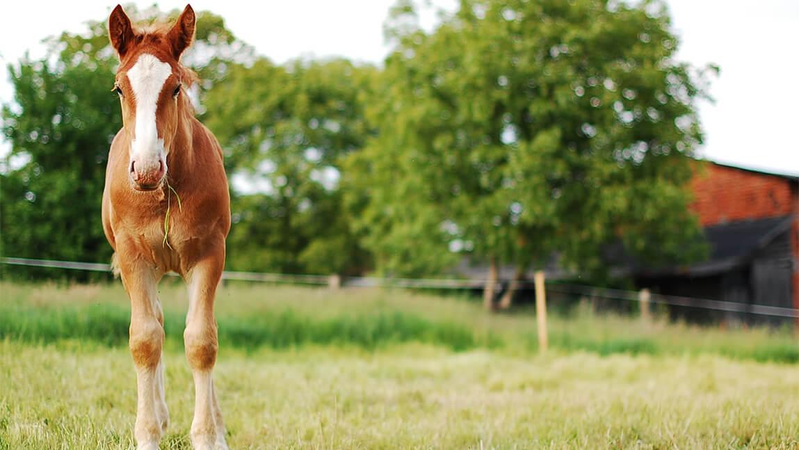 brown and white horse in pasture