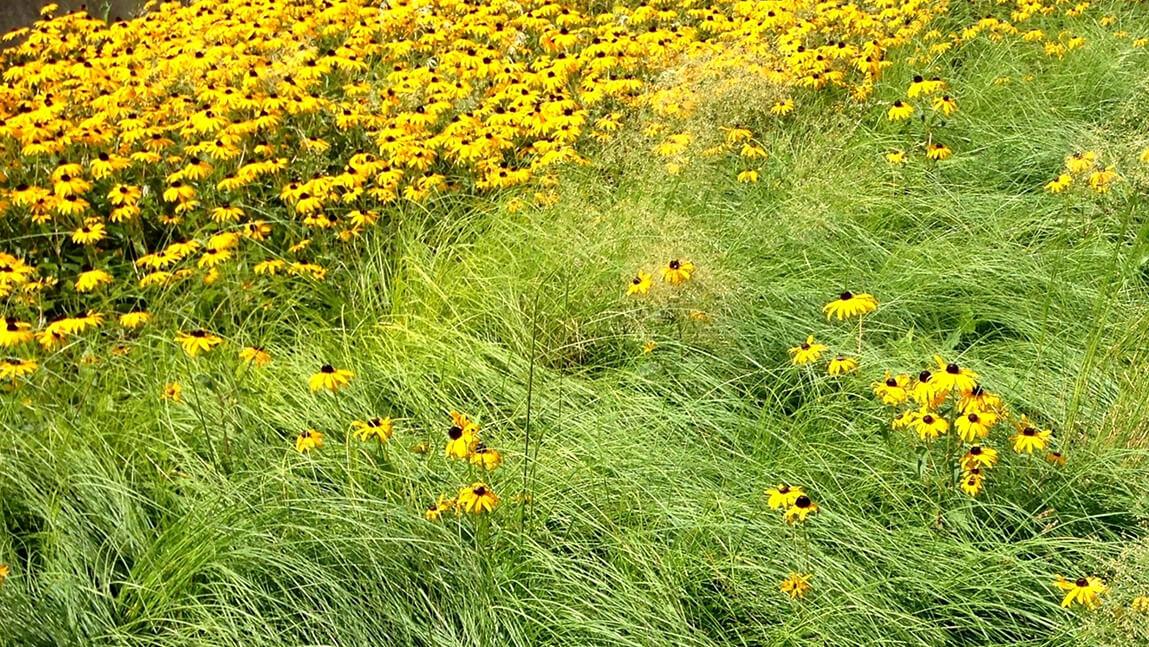 black-eyed Susan flowers with yellow petals and black centers next to grass