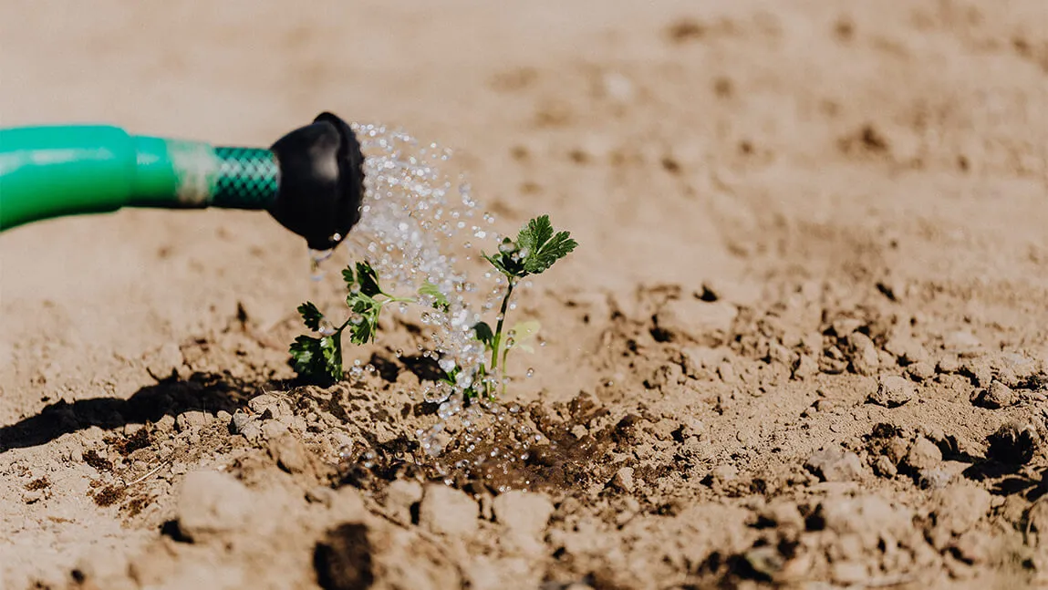 watering plant in field