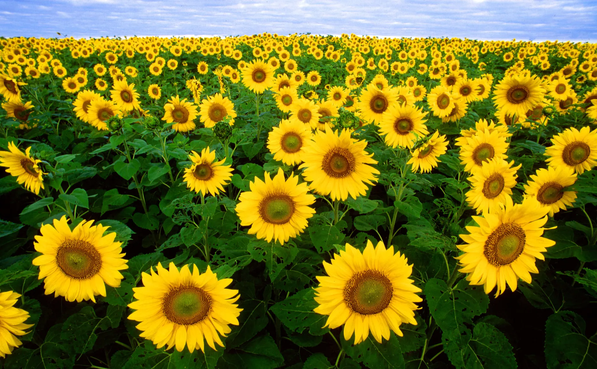 field of yellow sunflowers