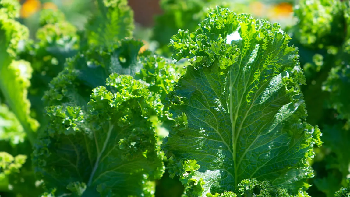 bright green kale leaves