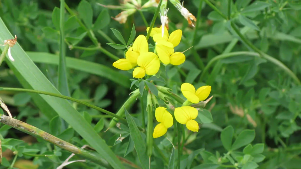 yellow birds foot trefoil growing in a pasture