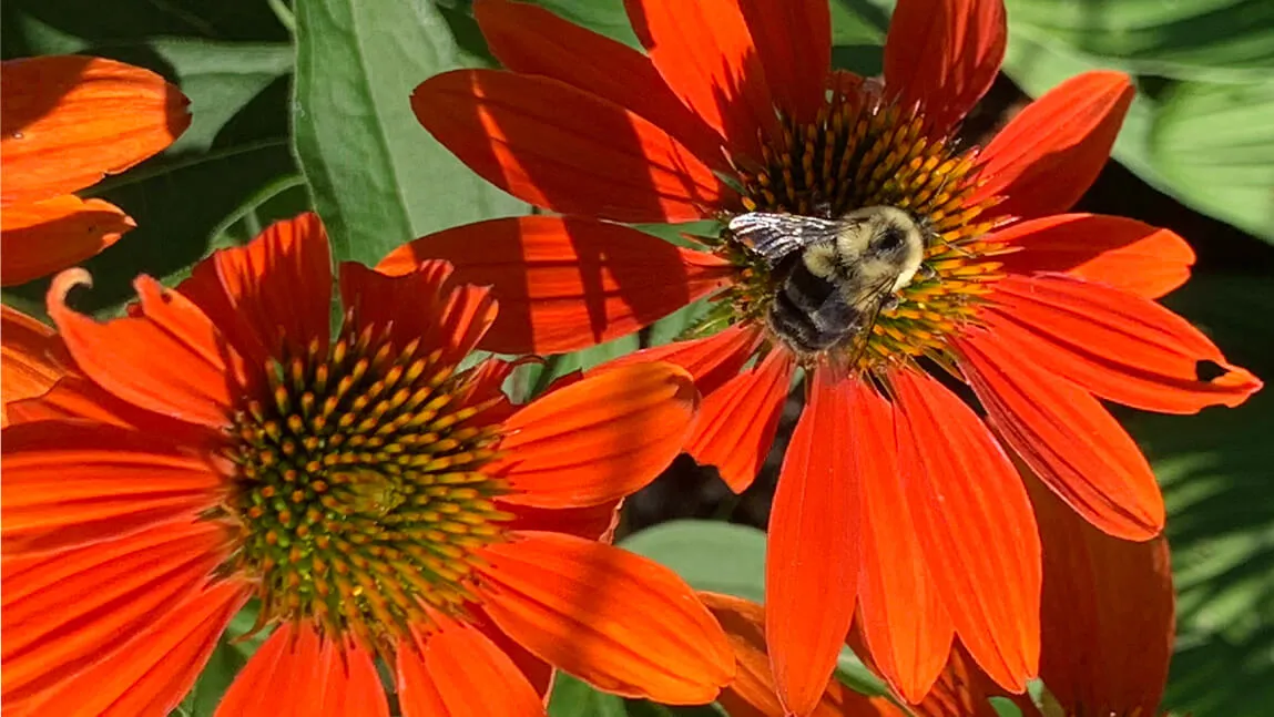 honey bee on orange coneflower