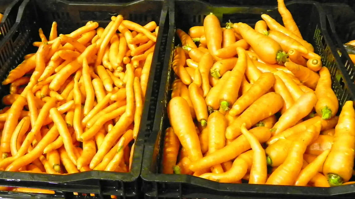 orange carrots