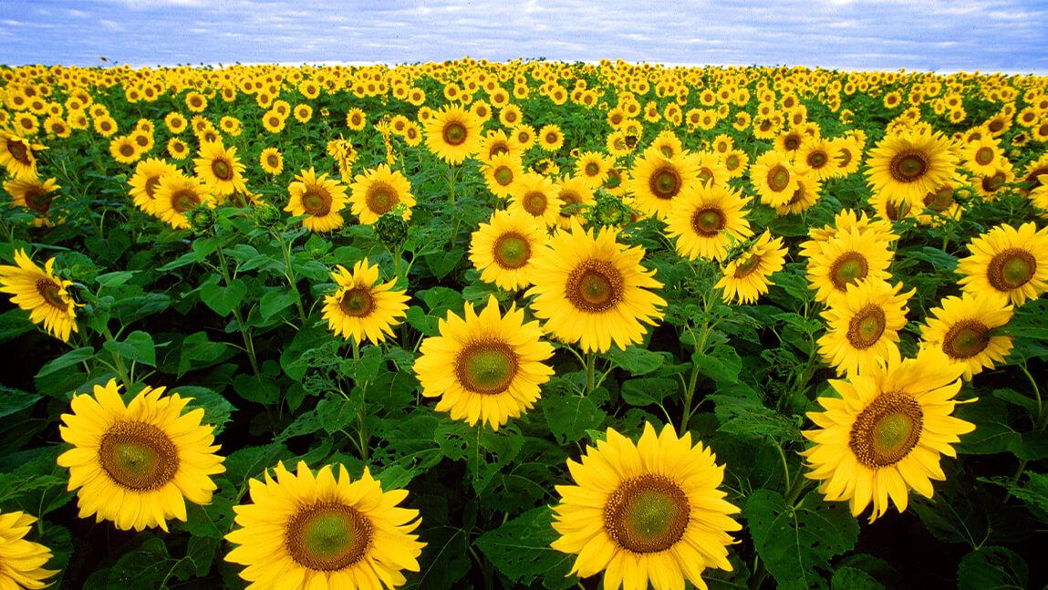 field of yellow sunflowers