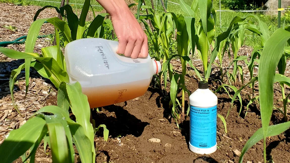 diluted liquid fertilizer being poured next to garden corn