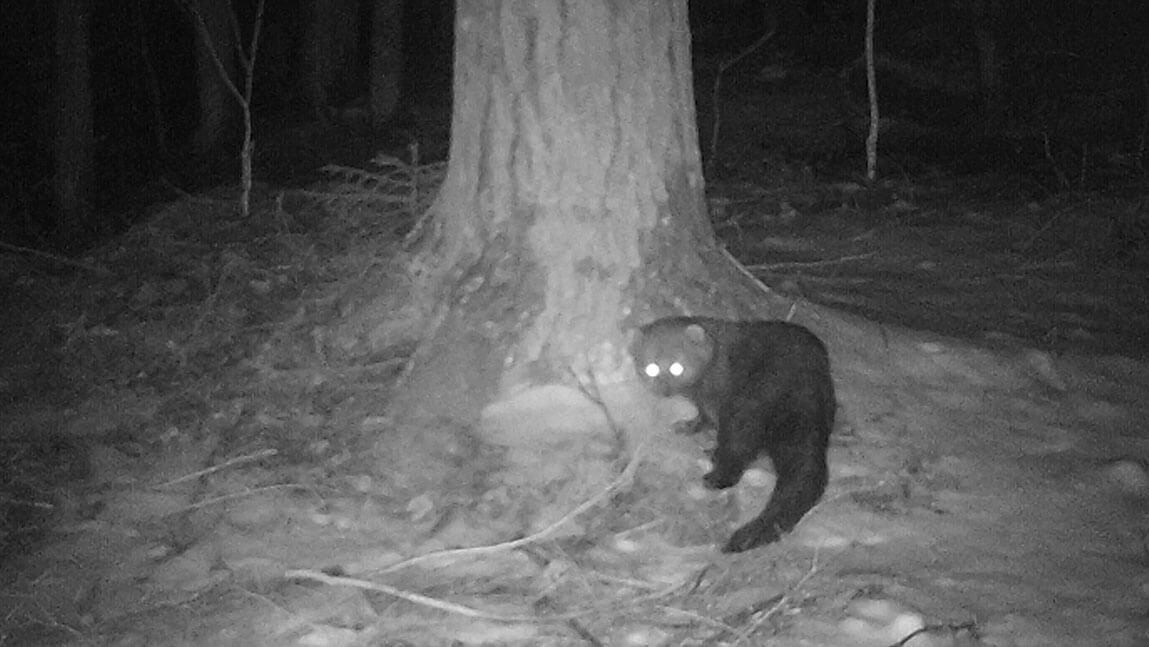 a fisher stands at the base of a tree in winter