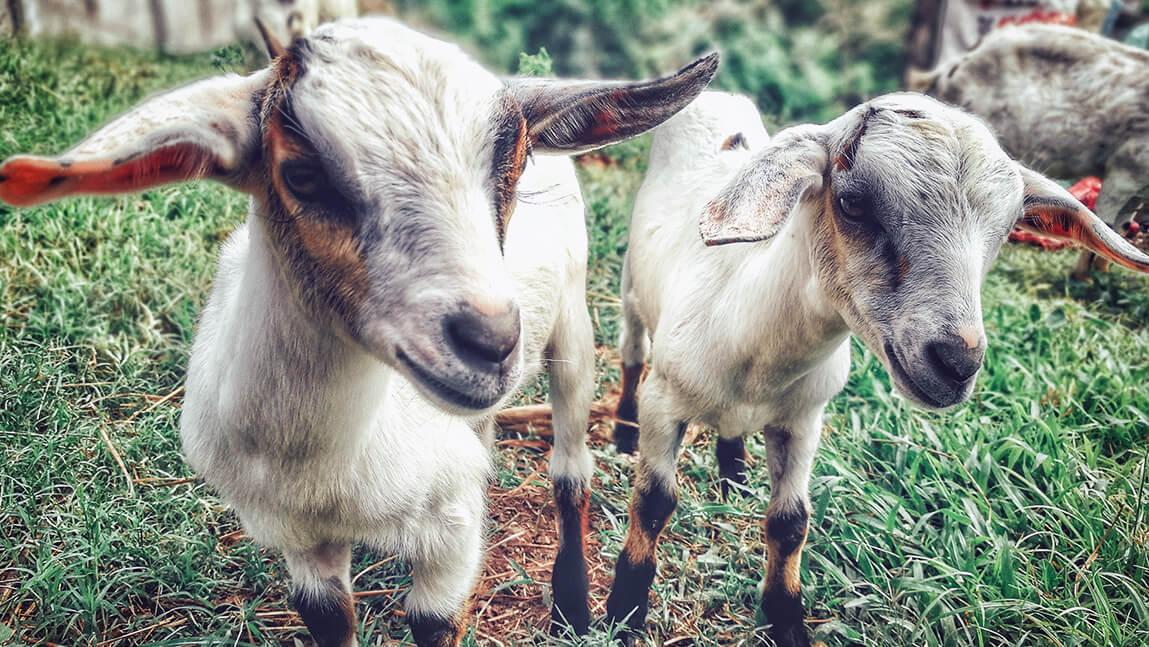 2 young goats looking at the camera