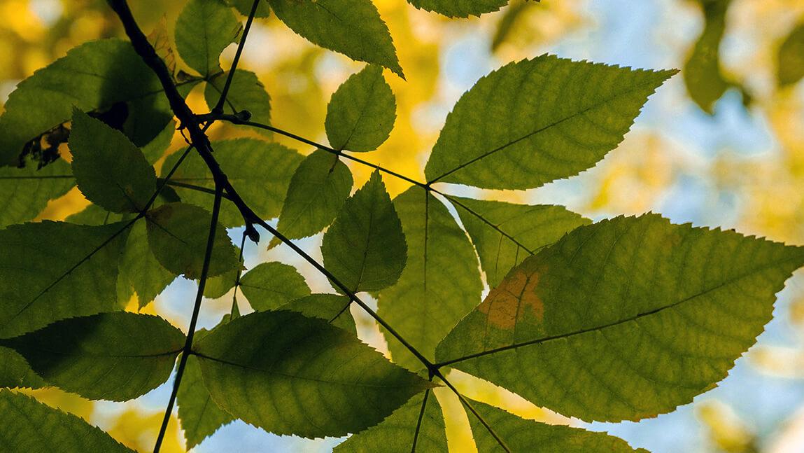 ash tree leaves