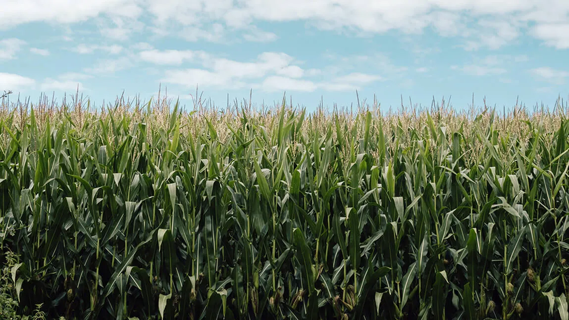 a cornfield under a blue sky