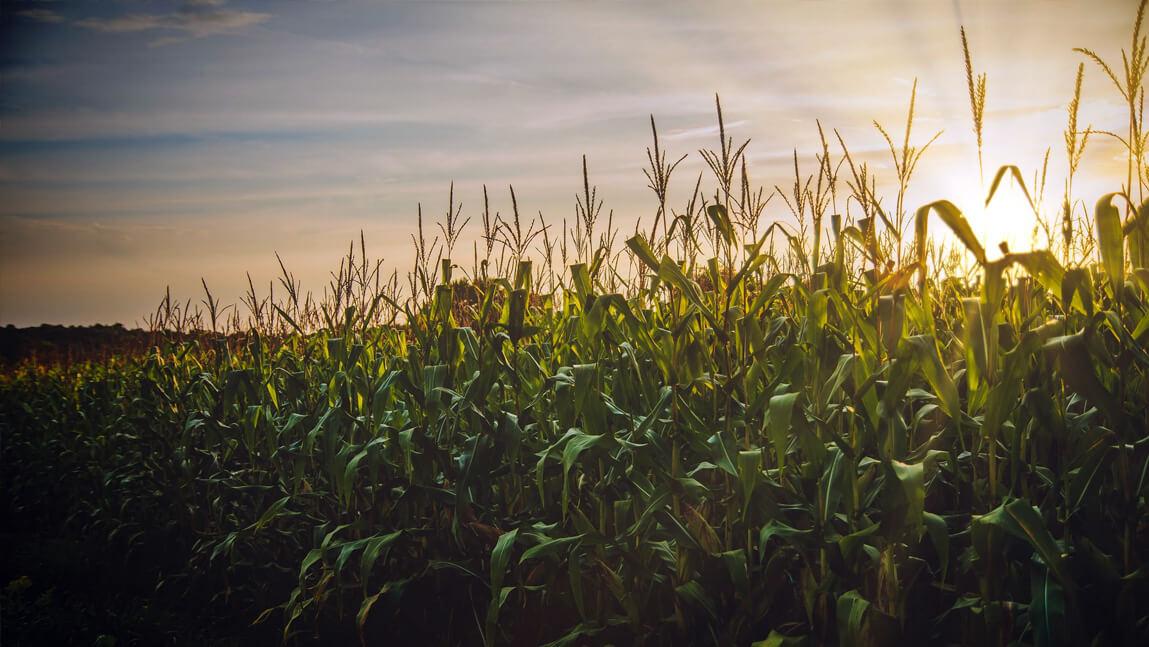 cornfield