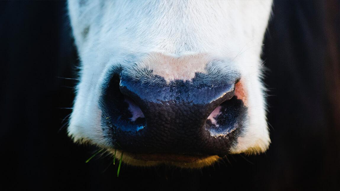 close up of a cow's nose