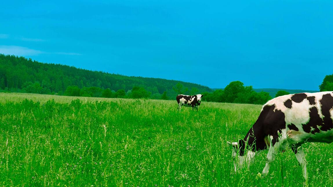 two cows in a green field