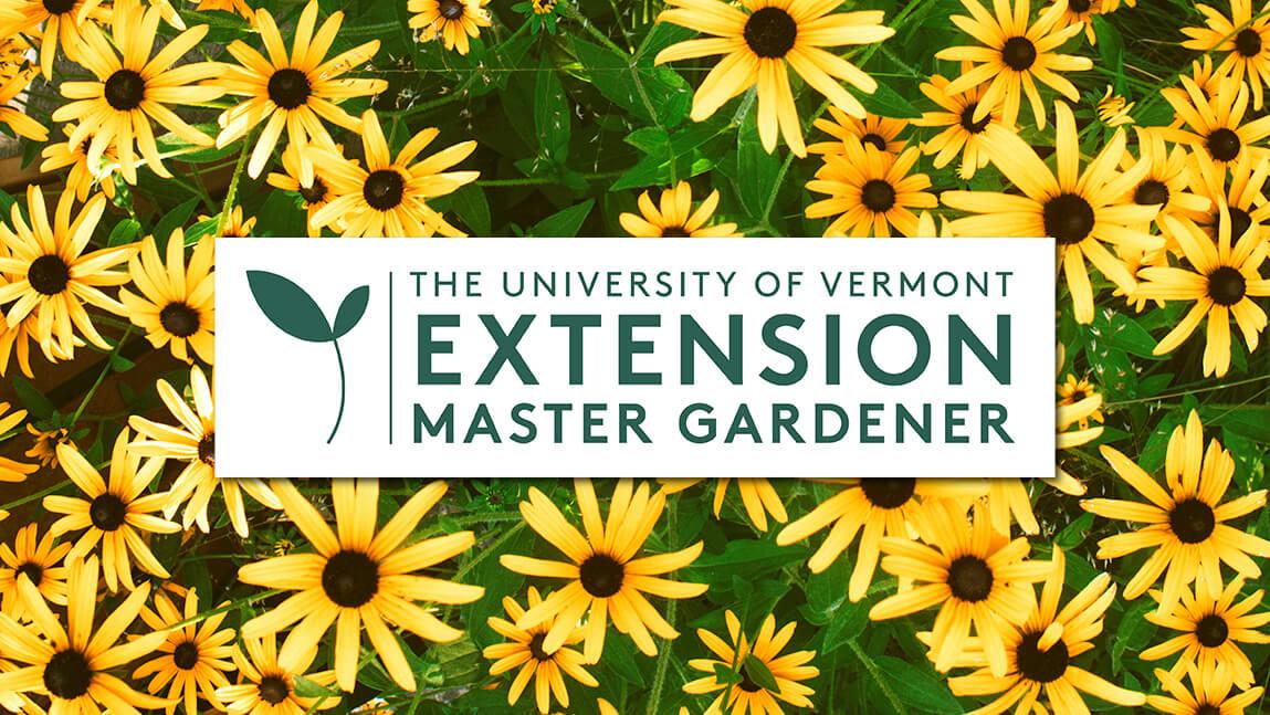 UVM Extension Master Gardener Logo on a field of black eyed susan flowers