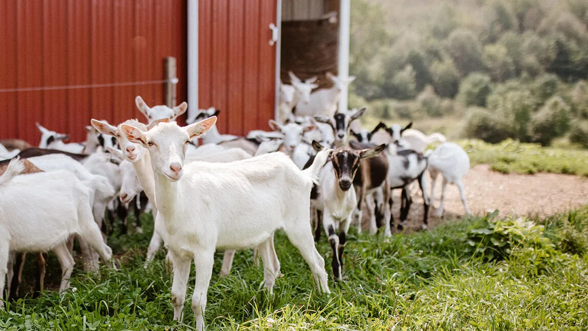 a lot of goats outside of a barn