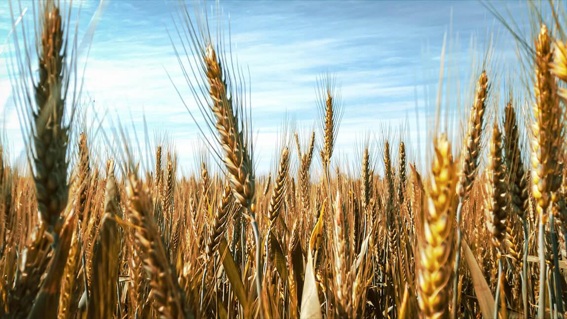 field of grain