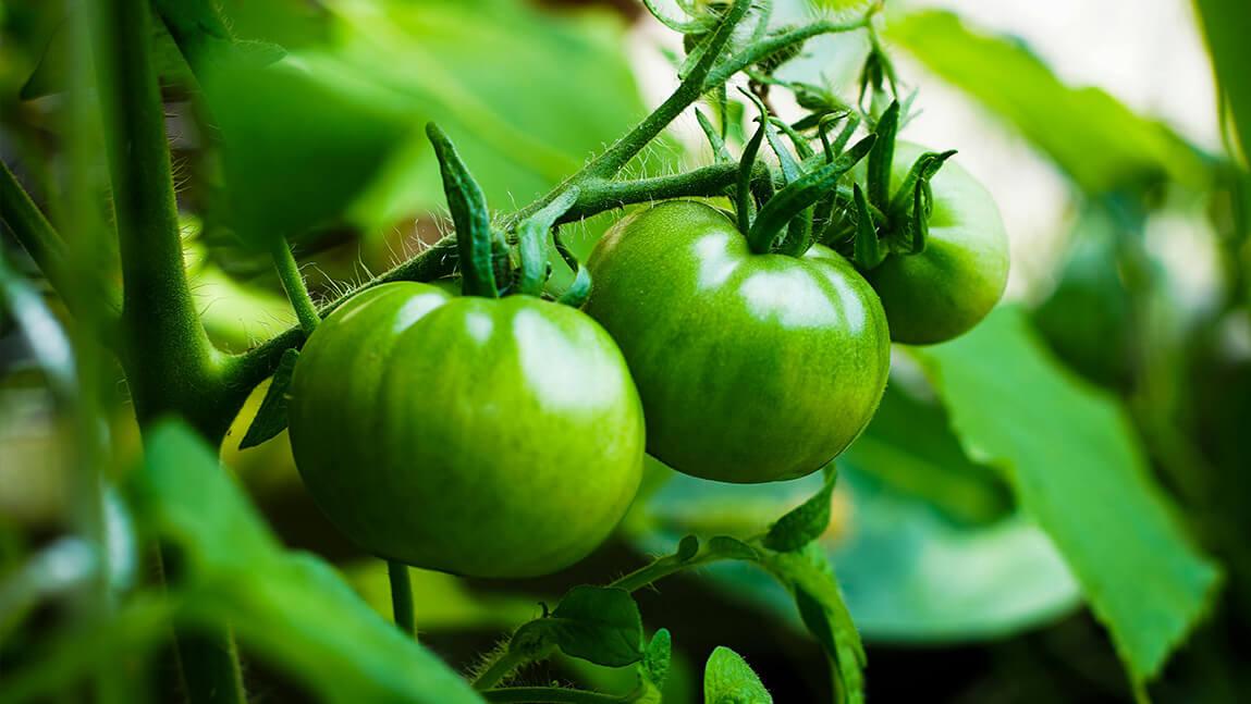 green tomatoes on the vine