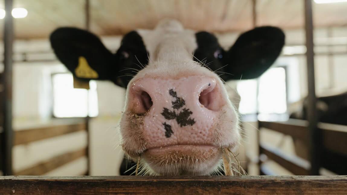 a cow looking at you